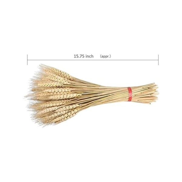 TIED RIBBONS Set of 50 Pcs Natural Dried Wheat Grasses Bundle Boho Bouquet Artificial Flowers Pampas Grass Decor for Table Vase Home Decoration (20 inch Length) - Image 6