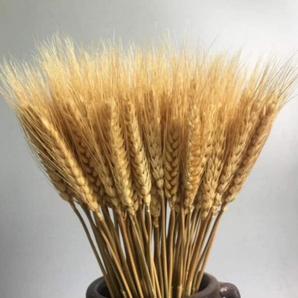 TIED RIBBONS Set of 50 Pcs Natural Dried Wheat Grasses Bundle Boho Bouquet Artificial Flowers Pampas Grass Decor for Table Vase Home Decoration (20 inch Length)